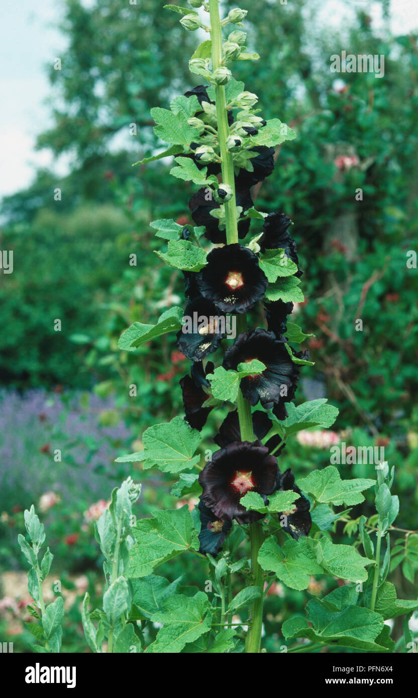 Alcea rosea 'Nigra',dark flowering perennial bearing tall, upright flowering stem, palmately lobed leaves or foliage and maroon flowers with pale yellow centres. Stock Photo