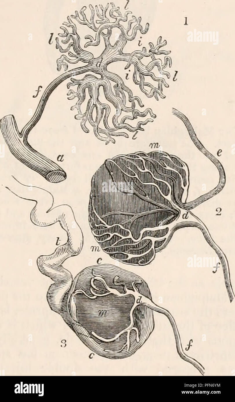 The cyclopædia of anatomy and physiology. Anatomy; Physiology; Zoology.  REN. 245 With the inconsiderable exceptions above mentioned, the terminal  twigs of the artery correspond in number with the Malpighian bodies. Arrived