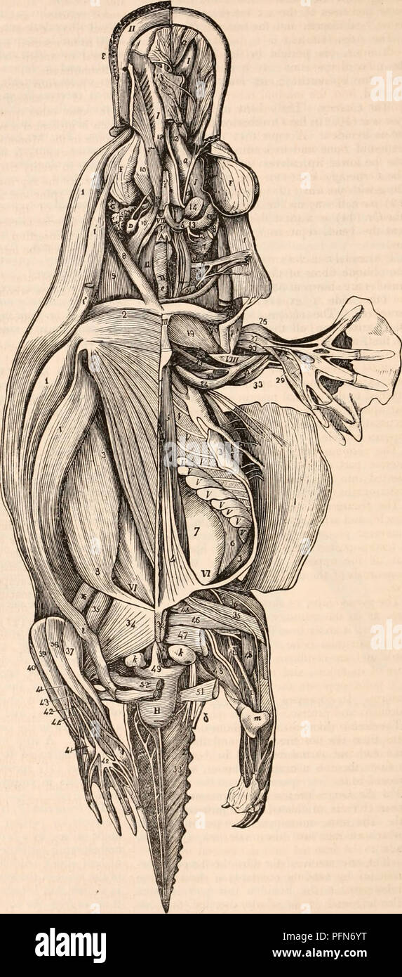 . The cyclopædia of anatomy and physiology. Anatomy; Physiology; Zoology. 380 connecting it with its fellow of the opposite side (called ' ligamen- tum nuchoe'by Meckel), and is inserted into the spine (' margo anterior scapulae,' Meckel) and acromion process of the scapula, and into the outer half of the cla- vicle. The ldtissi?nus dor si, a very long and broad muscle, arises from the spines of all the dorsal and lumbar vertebrae, and from the eleven posterior ribs; it is in- serted by a broad and strong tendon into the distal half of the ulnar margin of the luimerus. At its anterior part thi Stock Photo