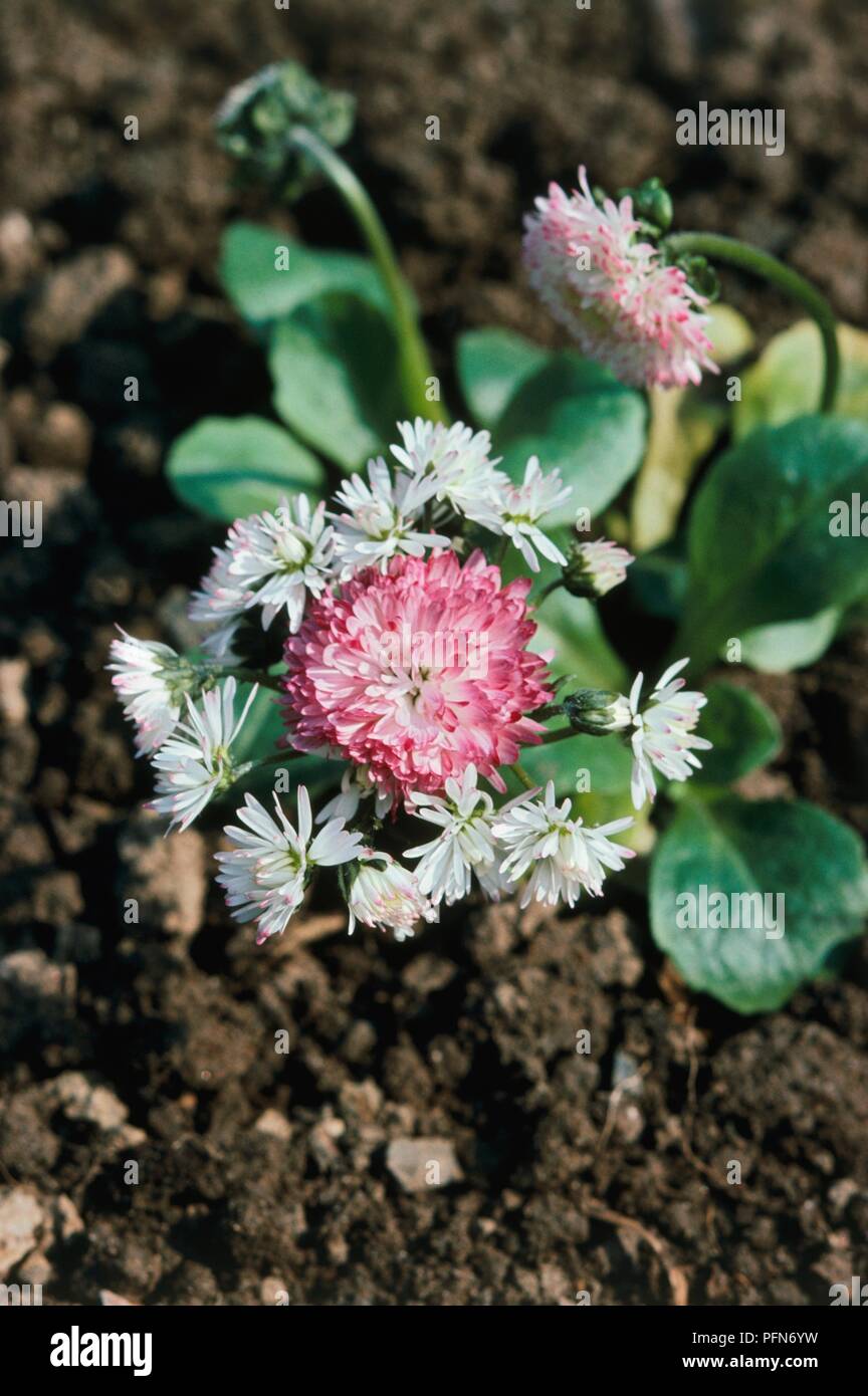 Bellis perennis 'Prolifera' (Hen-and-chickens daisy), central pink flower surrounded by multiple white flowers, close-up Stock Photo