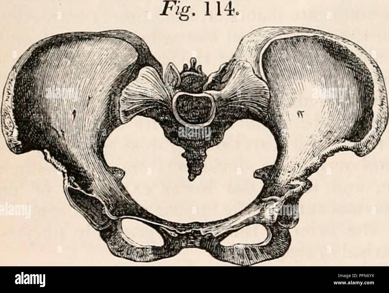 . The cyclopædia of anatomy and physiology. Anatomy; Physiology; Zoology. 182 PELVIS. line of thoracic vertebra to the right side, and is calculated to keep the line of the whole spinal column in equivalent relation to the di- rect and perpendicular line of gravity. It is an interesting question, how far this common ten- dency of the lumbar curve influences the po- sition of the fetal head, by affording more room for the sinciput at the right sacro-iliac joint, and determining its long axis in the left oblique diameter, which is generally allowed to be the most frequent presentation. In by Air Stock Photo