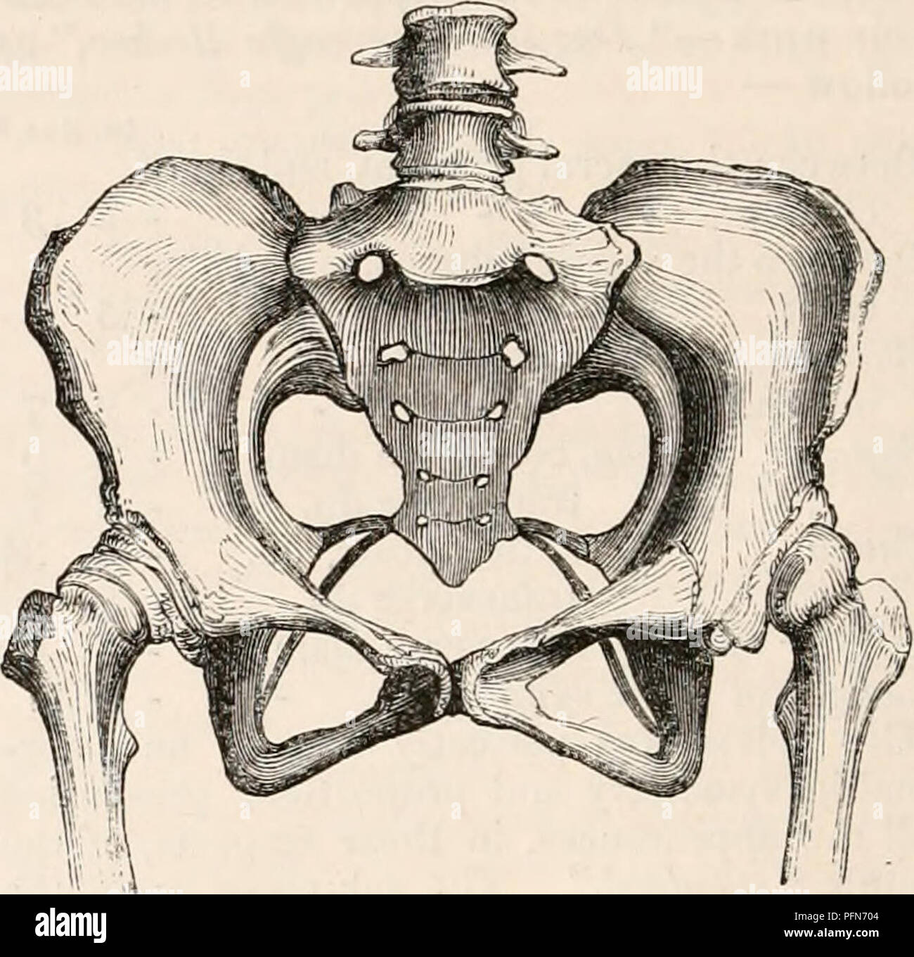 . The cyclopædia of anatomy and physiology. Anatomy; Physiology; Zoology. 180 PELVIS. was only 4 feet high, and had never walked nor menstruated, the sacrum and innominate bones were connected by cartilage only, but the ischio-pubic rami were united. It pre- sented, in size as well as form, the charac- teristics of that of a child of six or seven years old. The conjugate diameter was larger than the transverse, the ilio-pectineal line little curved, and the cavity funnel-shaped, the sub-pubic angle being only 3(H°. The bones were not rickety. The organs of generation, both internal and externa Stock Photo