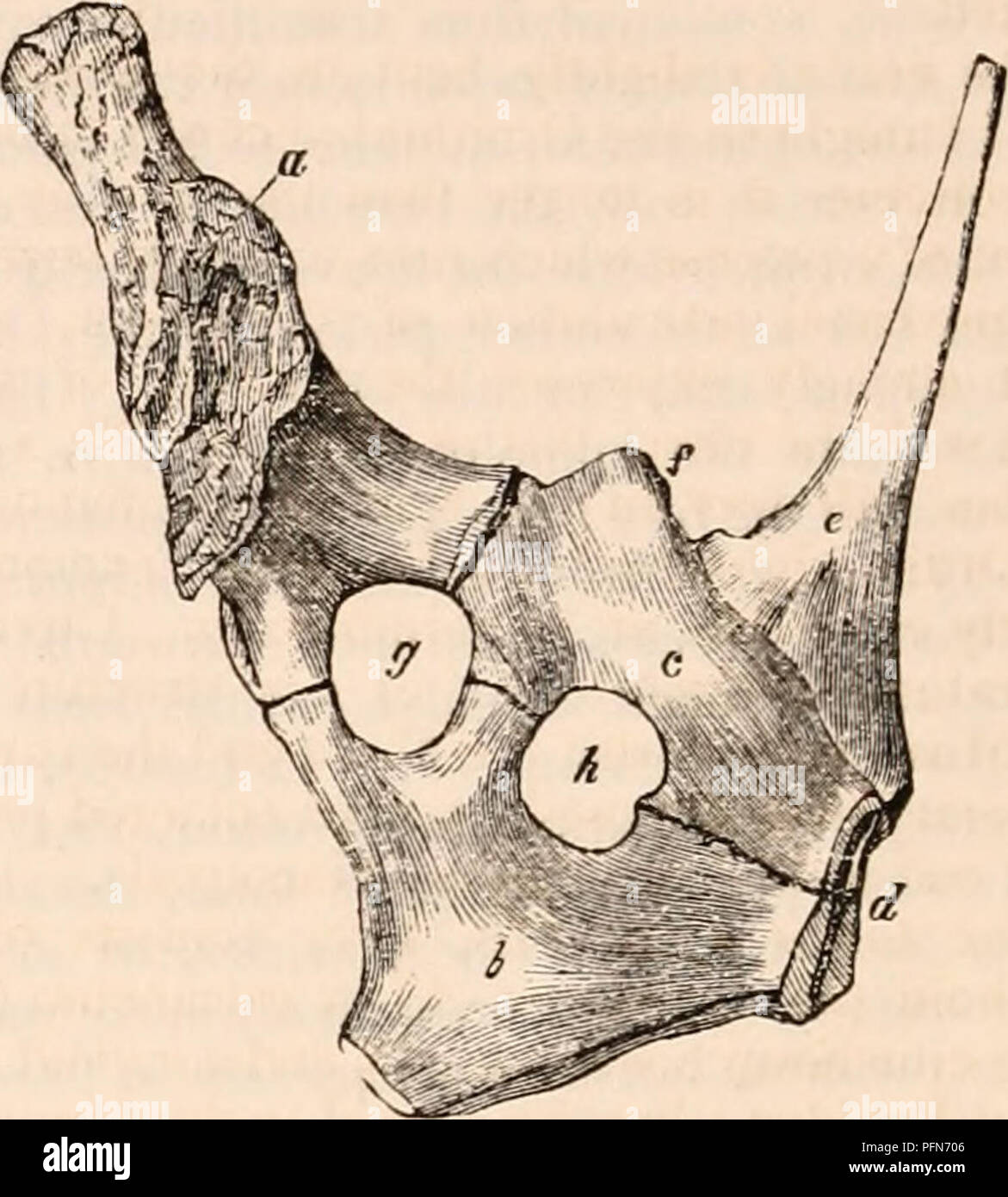 The cyclopædia of anatomy and physiology. Anatomy; Physiology; Zoology. in  the Ornithorhynchus; the pelvis of the Echidna resembles that of Birds in  the perfo- ration of the acetabulum (Jig. 177, g),