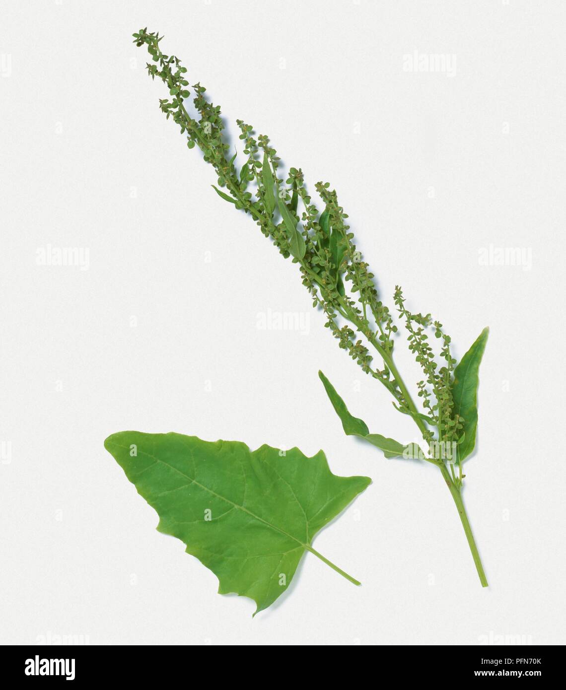 Atriplex hortensis (Orache), stem and separate leaf Stock Photo