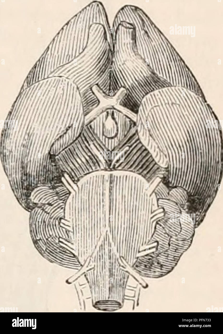 . The cyclopædia of anatomy and physiology. Anatomy; Physiology ...