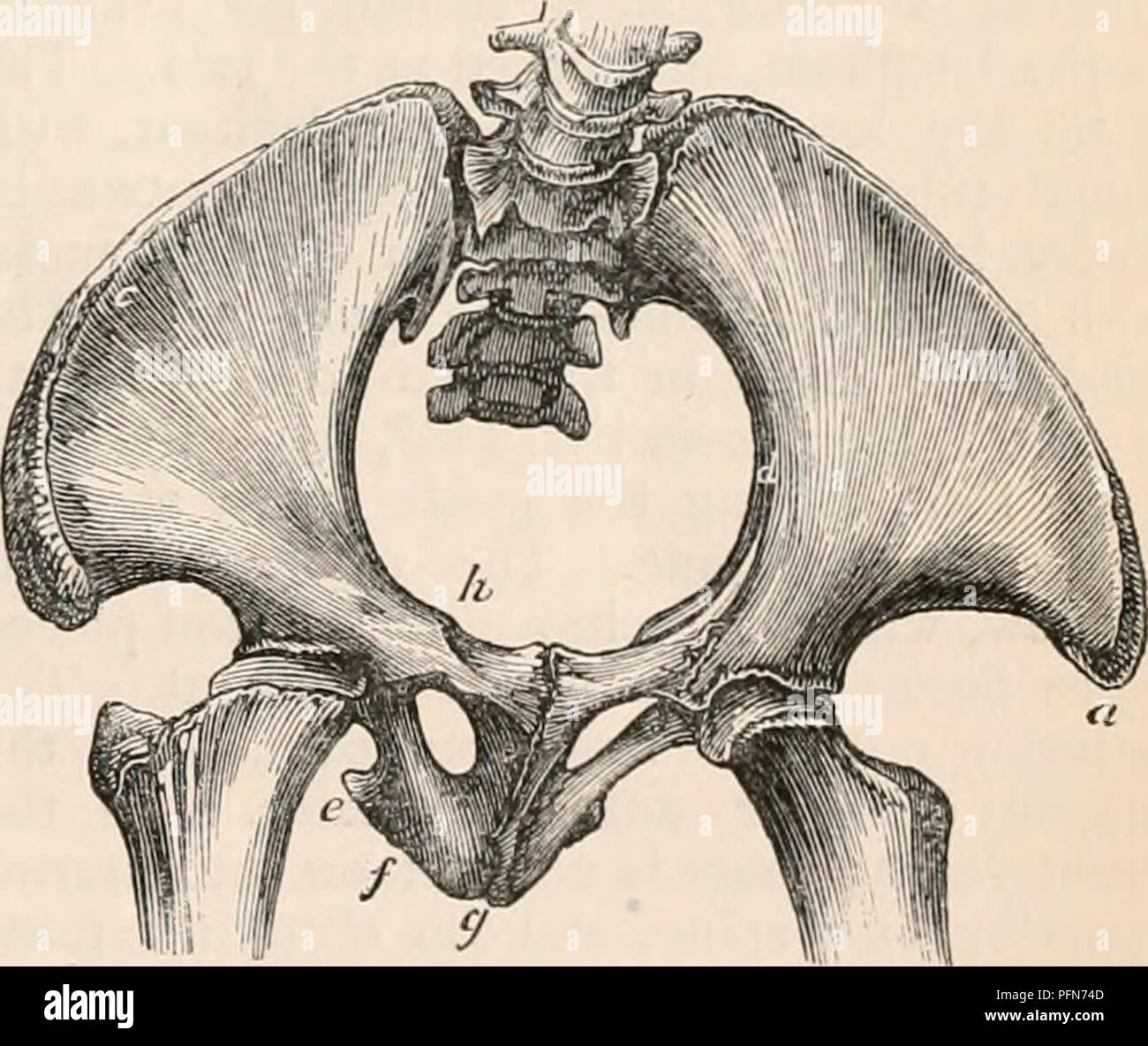 Pubes hi-res stock photography and images - Alamy