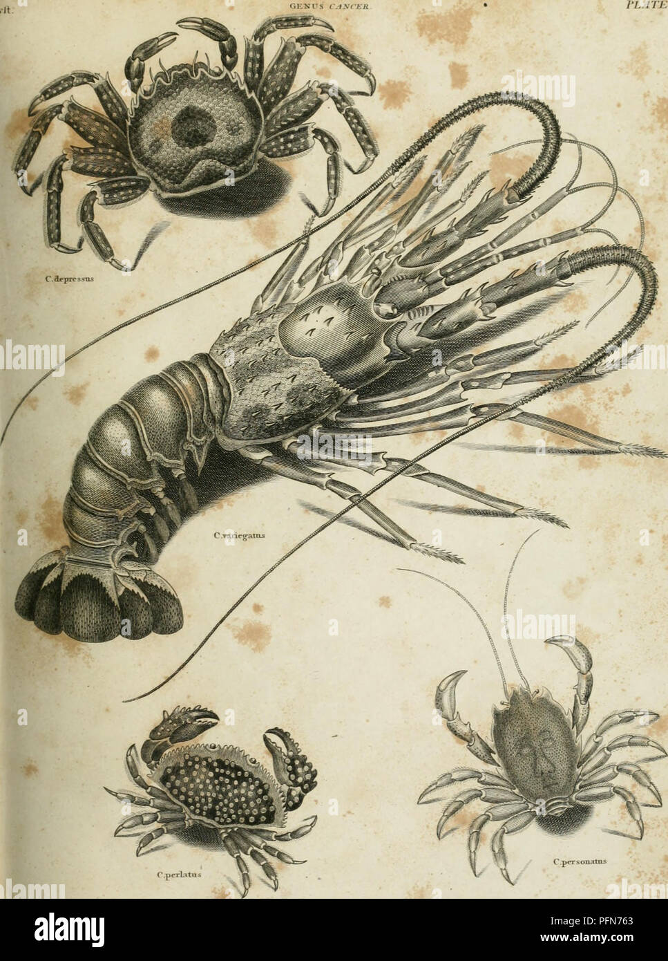 This image is from the Universal Dictionary of Arts, Sciences, and ...