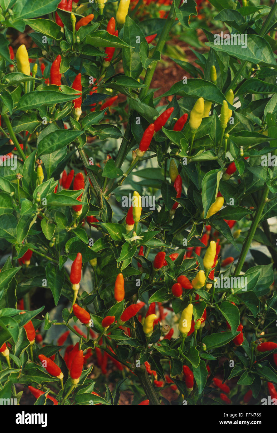Capsicum frutescens 'Tabasco', fruit growing on Hot Pepper plant Stock Photo