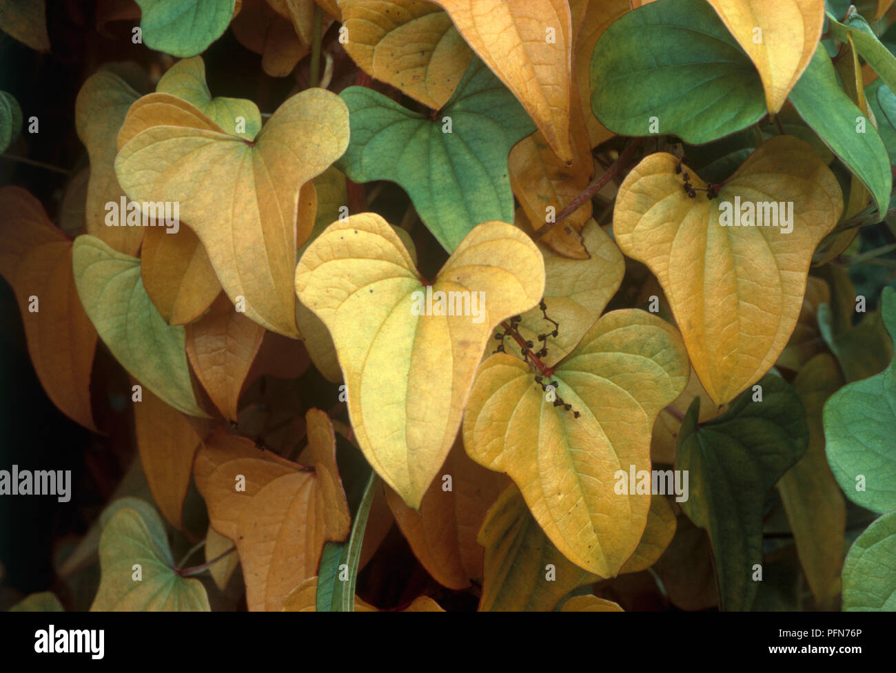 Dioscorea opposita, perennial with heart shaped leaves changing from green to yellow Stock Photo