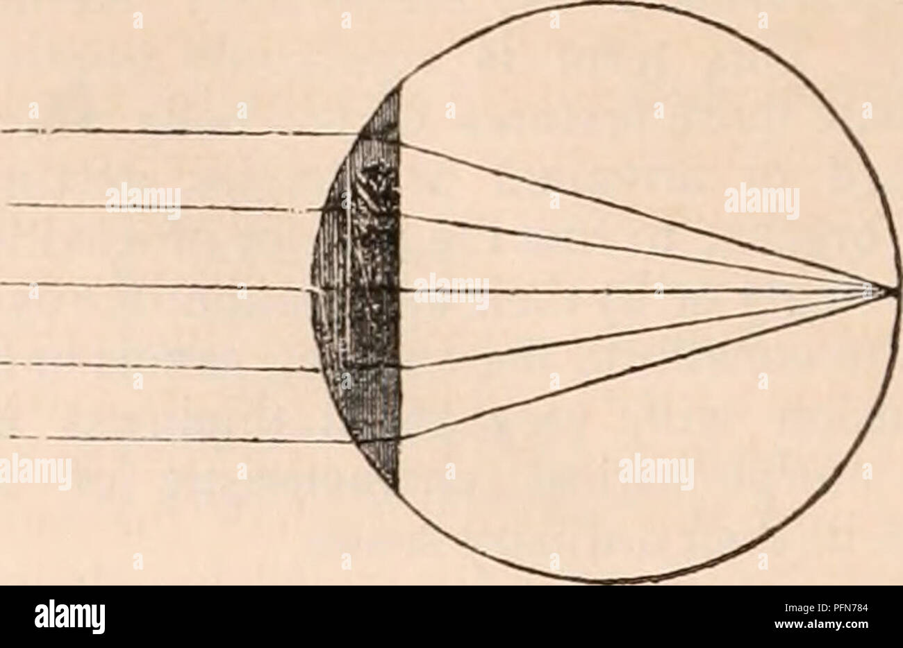 . The cyclopædia of anatomy and physiology. Anatomy; Physiology; Zoology. Parallel rays fulling on a double convex lens brought to a focus in its centre ; and rays diverging from Mich a point rendered parallel. Fig. 147.. Parallel rays falling on a plano-convex lens brottght to a focus at the distance of its diameter, arid vice versa. if a double convex lens will bring parallel rays to a focus in the centre of its sphere of curva- ture, it will on the other hand cause rays to assume a parallel direction, which are diverging from its focus ; so that if a luminous body were placed in that point, Stock Photo
