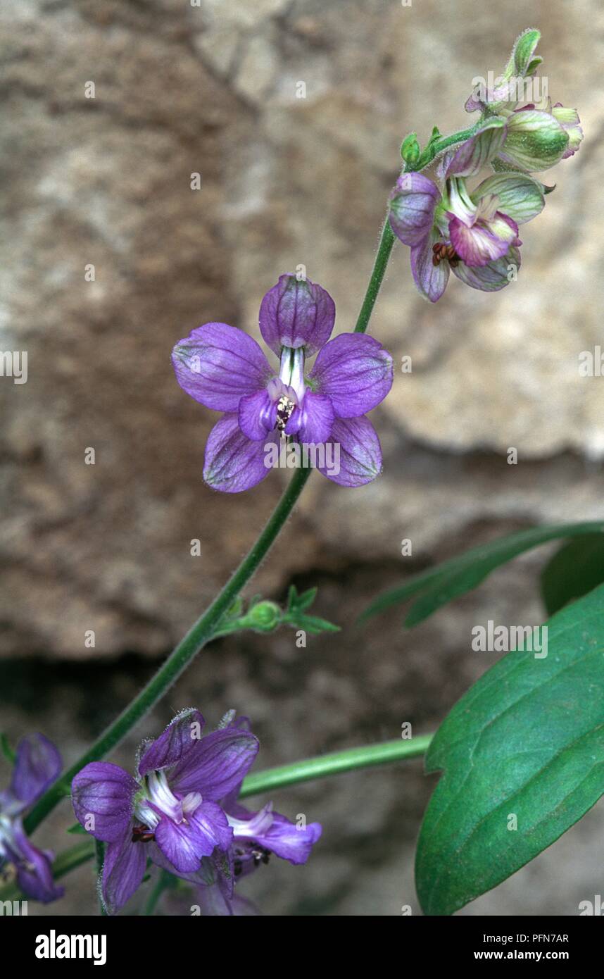Delphinium staphisagria (Stavesacre), blue flowers, close-up Stock Photo