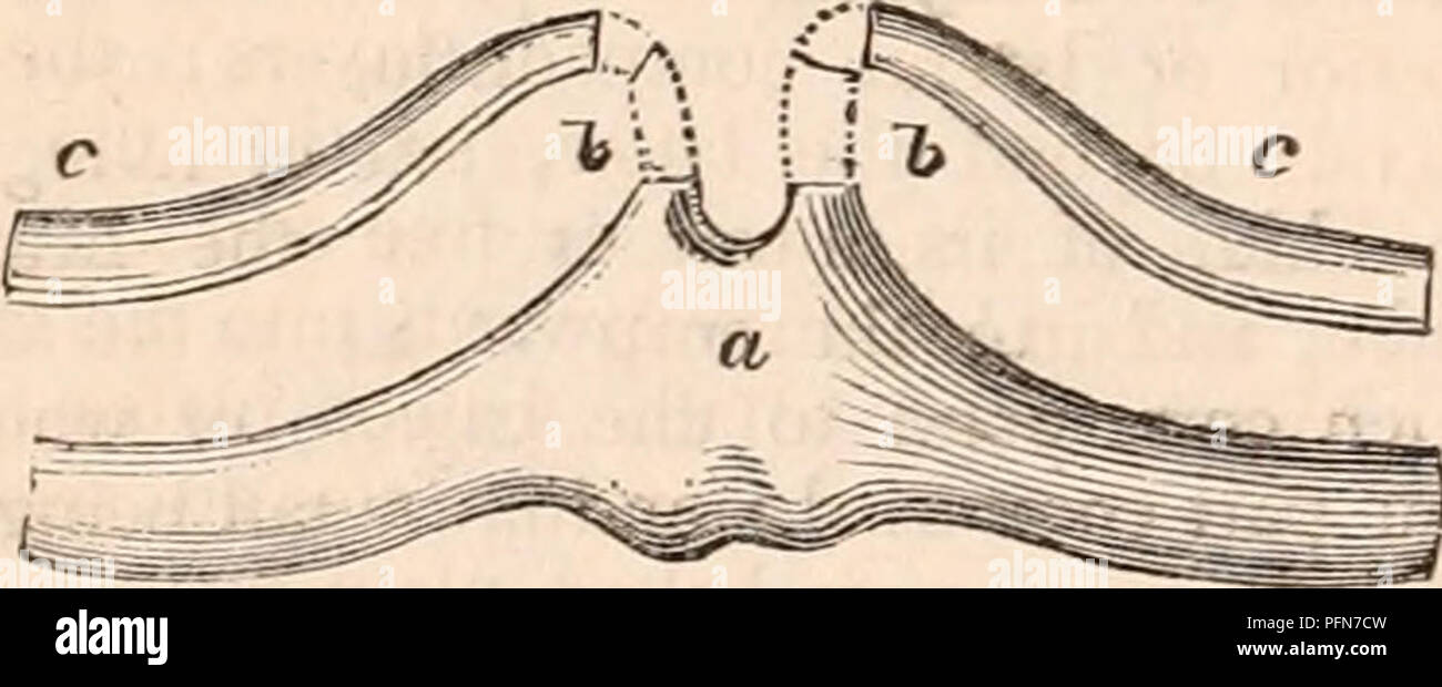 . The cyclopædia of anatomy and physiology. Anatomy; Physiology; Zoology. Tongue and Baleen-plates of the Piked Whale, Balcenoptera Boops.* The genio-glossi pass backwards and inwards from the anterior contour of the lower jaw. The tongue itself corresponds to the form of the space included by the rami of the lower jaw, and is consequently of great size in the Cachalots and Balaenidae, rising in the latter like an immense cushion (a, Jig. 259), into the space between the laminse of baleen (6), and affording a great quantity of the finest oil. In the figure it is represented in the Piked Whale, Stock Photo