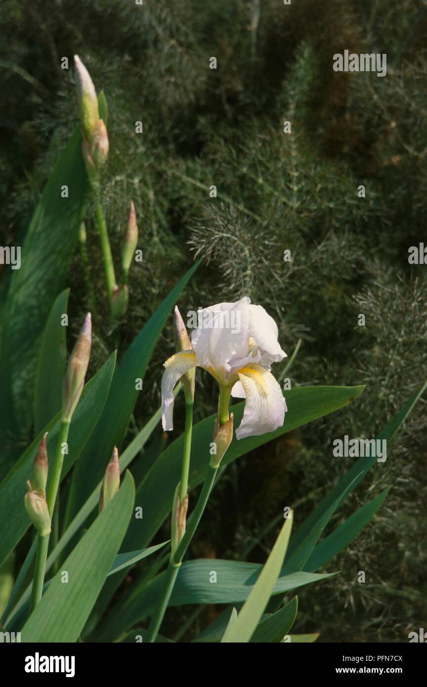 Iris germanica var florentina, buds and single white flower, close-up Stock Photo