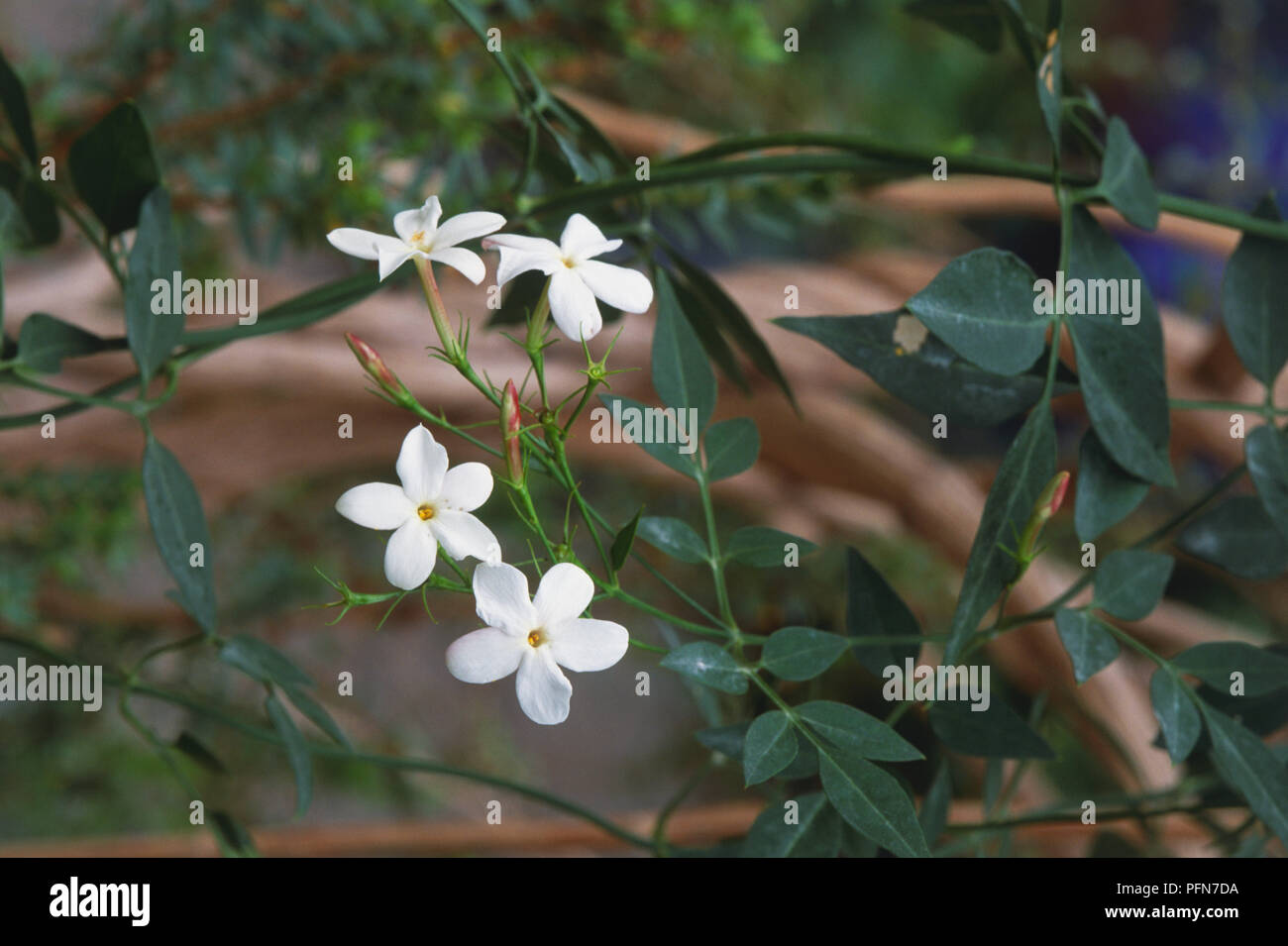 Jasminum grandiflorum, Royal Jasmine or Spanish Jasmine or Jati, flowering shrub, close up Stock Photo