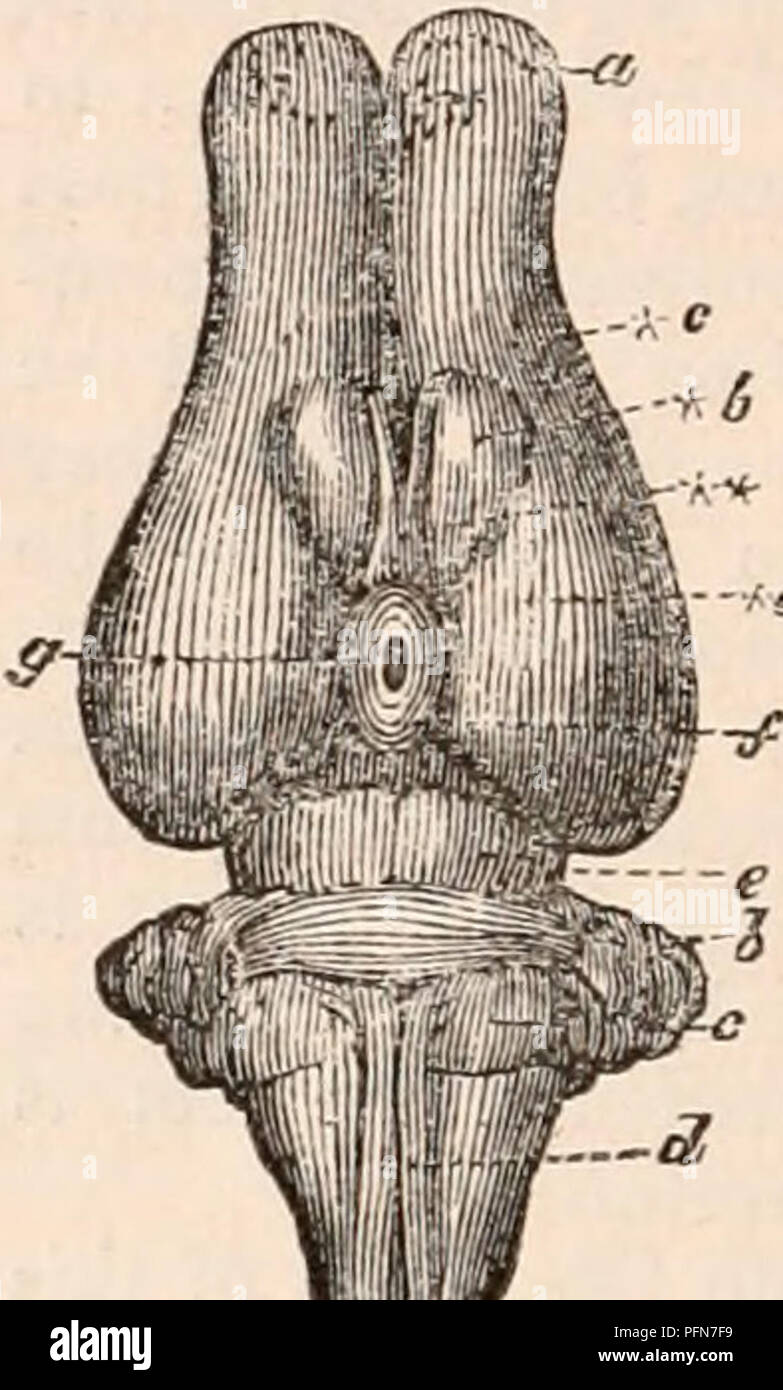 . The cyclopædia of anatomy and physiology. Anatomy; Physiology; Zoology. Fig. 116. ,--fs. —3, Bi'di/i uf Macroptts mnjur. cerned, the brains of the herbivorous Marsu- pials are more complicated than those of any of the Rodent Mammalia. The cerebellum presents the usual close-set, sub-parallel, trans- verse convolutions: it is remarkable for the large proportional size of the median or vermi- form lobe, as compared with the lateral lobes, especially in the carnivorous and insectivorous Marsupials, where this condition is associated with a corresponding diminution of their com- missural band or Stock Photo