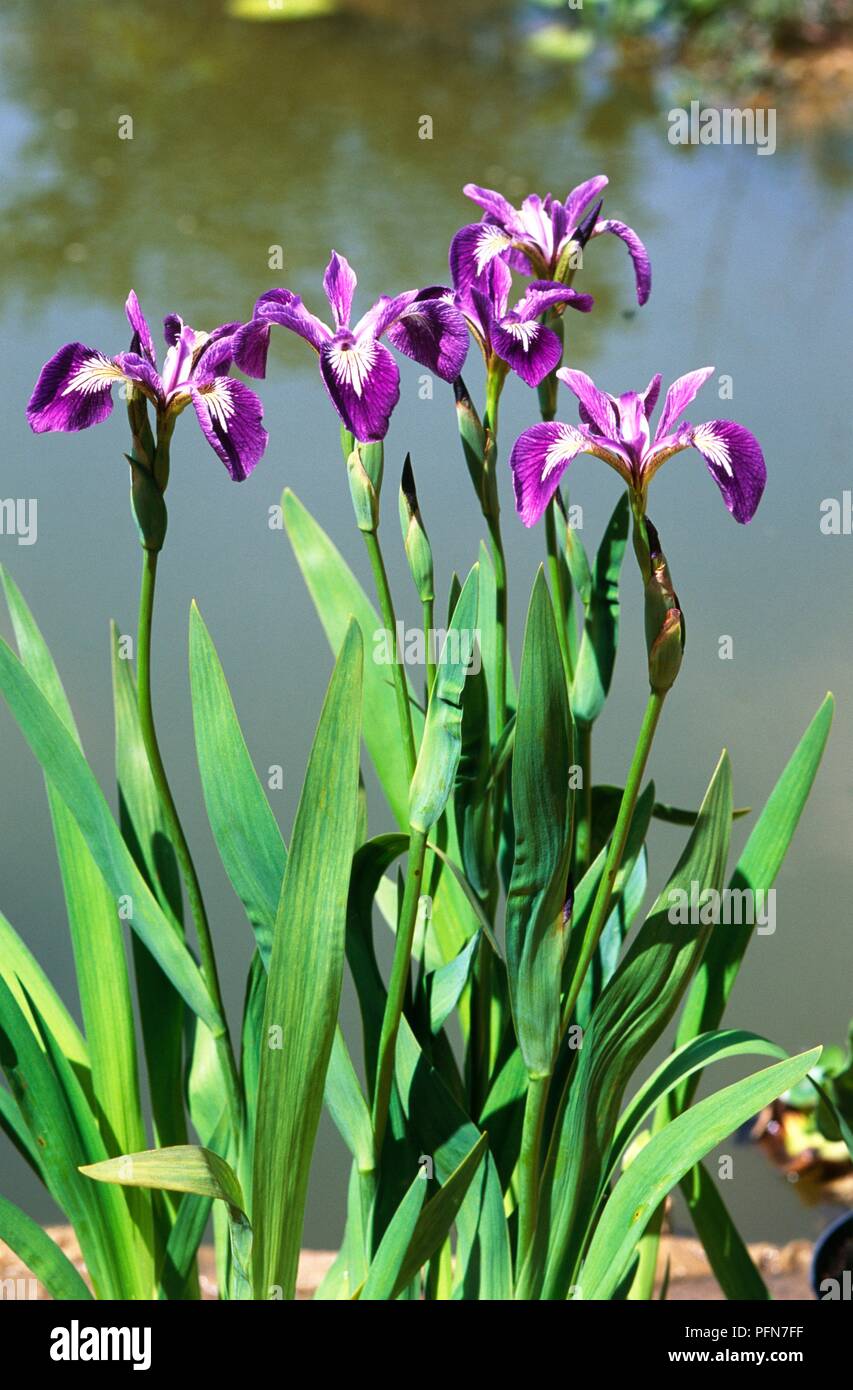 Iris versicolor 'Kermesina', purple iris flowers by a pond Stock Photo