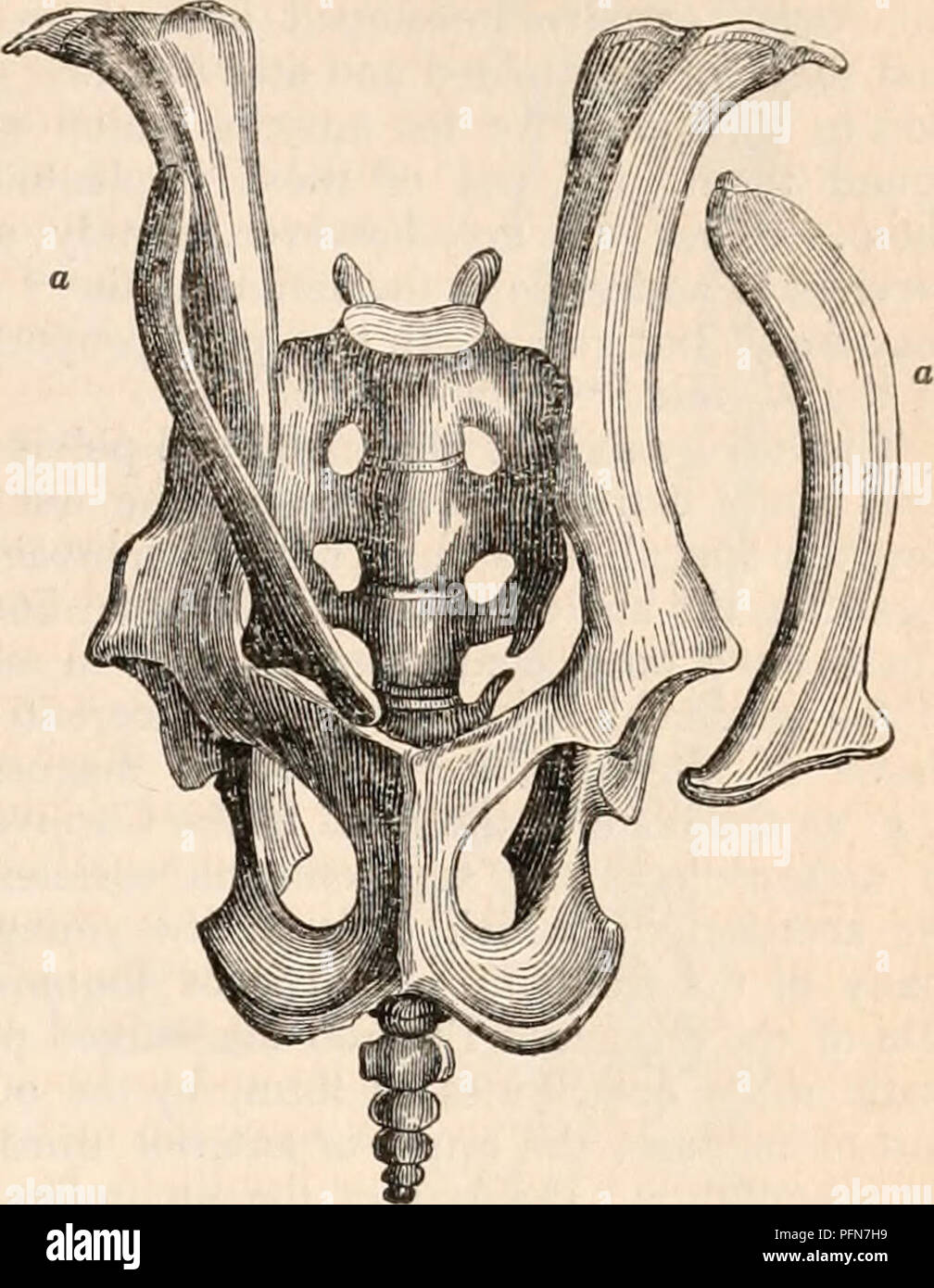 . The cyclopædia of anatomy and physiology. Anatomy; Physiology; Zoology. Right os innominatum and marsupial bone, Wombat. not only extends outwards but is curved for- wards. In the Potoroos the symphysis of the ischia, or the lower part of what is commonly called the symphysis pubis, is produced ante- riorly. The length of this symphysis, and the straight line formed by the lower margin of the ischia is a characteristic structure of the pelvis in most of the Marsupials.. Pelvis and marsupial bones i,f the Koala. elongated, flattened, and more or less curved, expanded at the proximal extremity Stock Photo