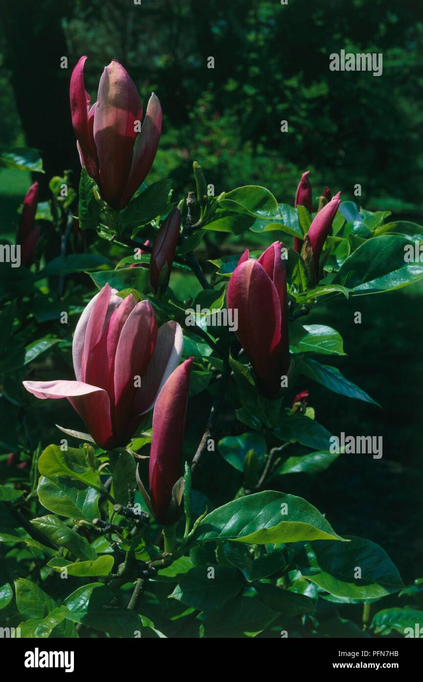 Magnolia liliflora 'Nigra' with large deep purple flowers and glossy green leaves Stock Photo
