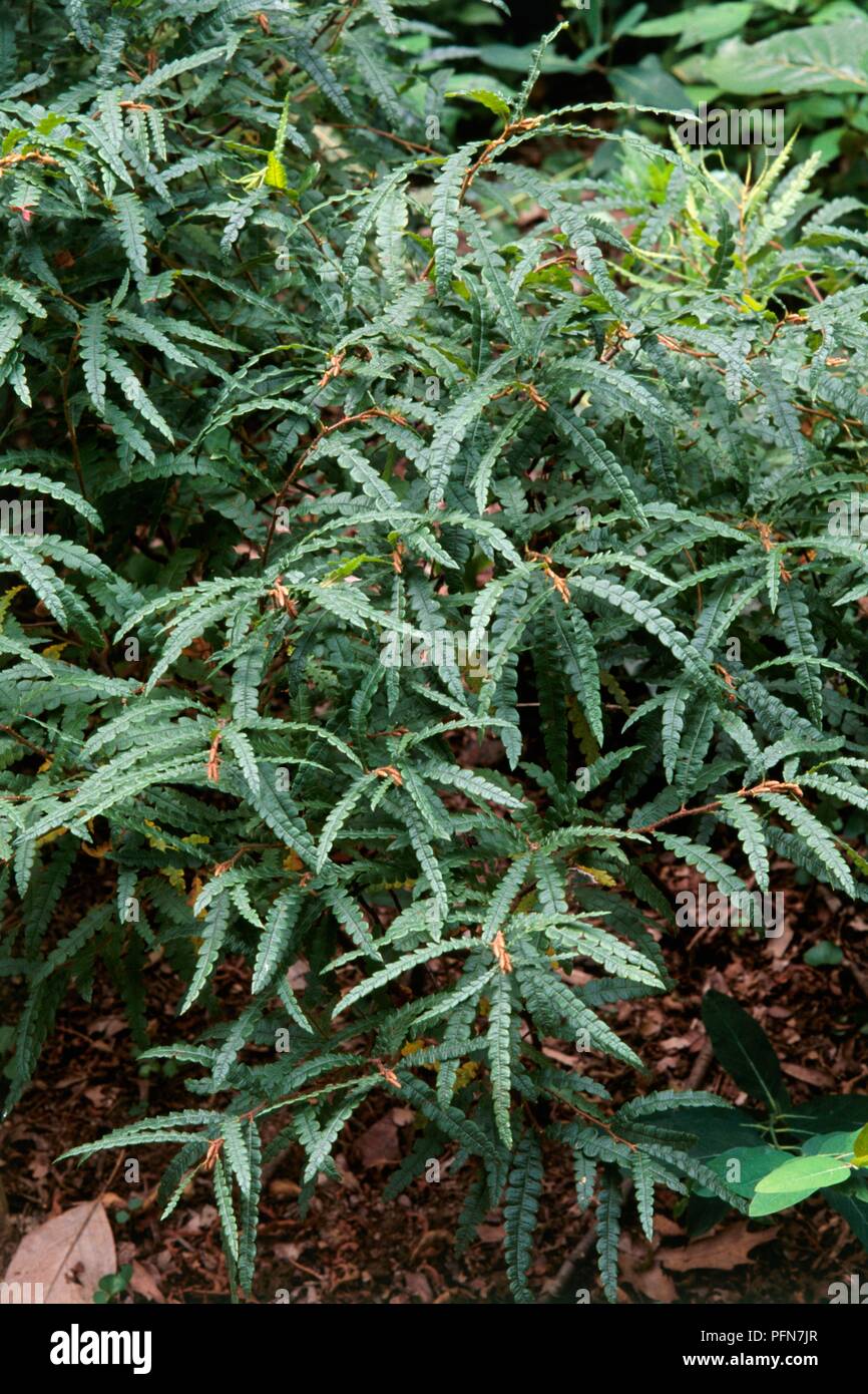 Comptonia peregrina (Sweetfern), shrub with long green leaves Stock Photo