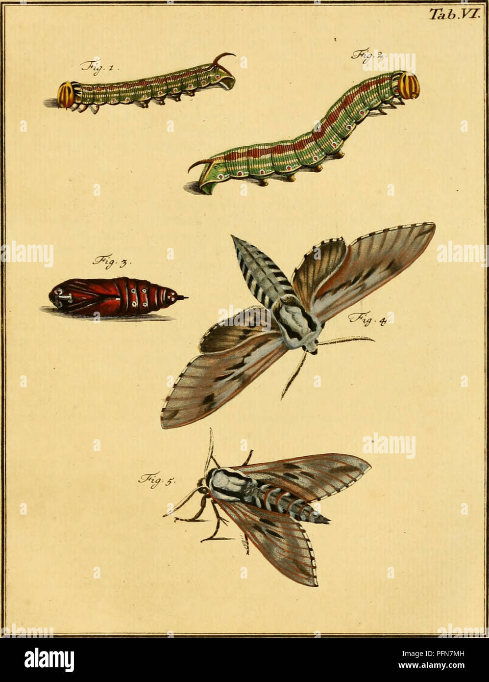 This work, titled 'De natuurlyke historie der insecten,' illustrates ...
