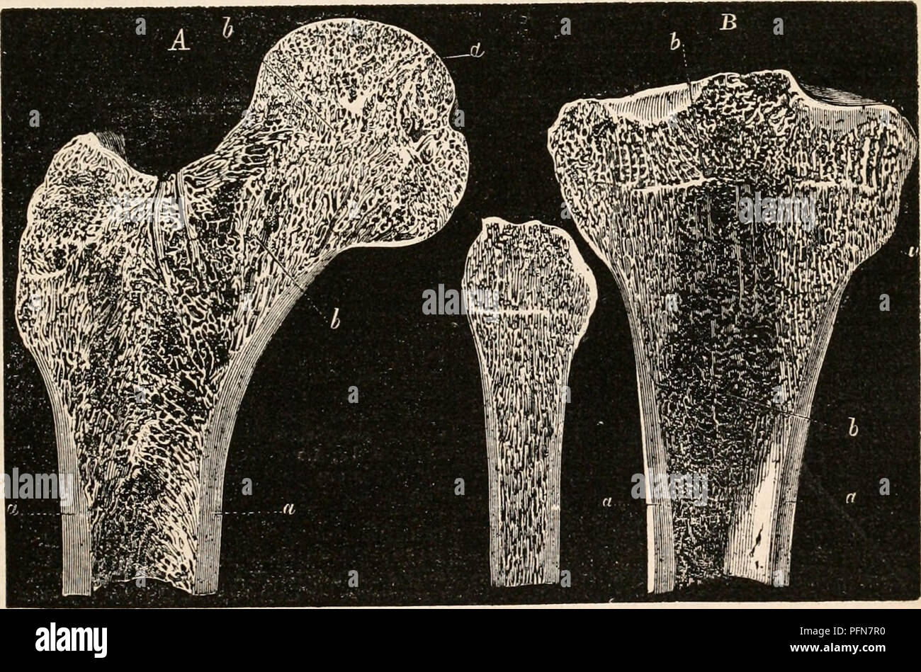 . The cyclopædia of anatomy and physiology. Anatomy; Physiology; Zoology. BONE, NORMAL ANATOMY