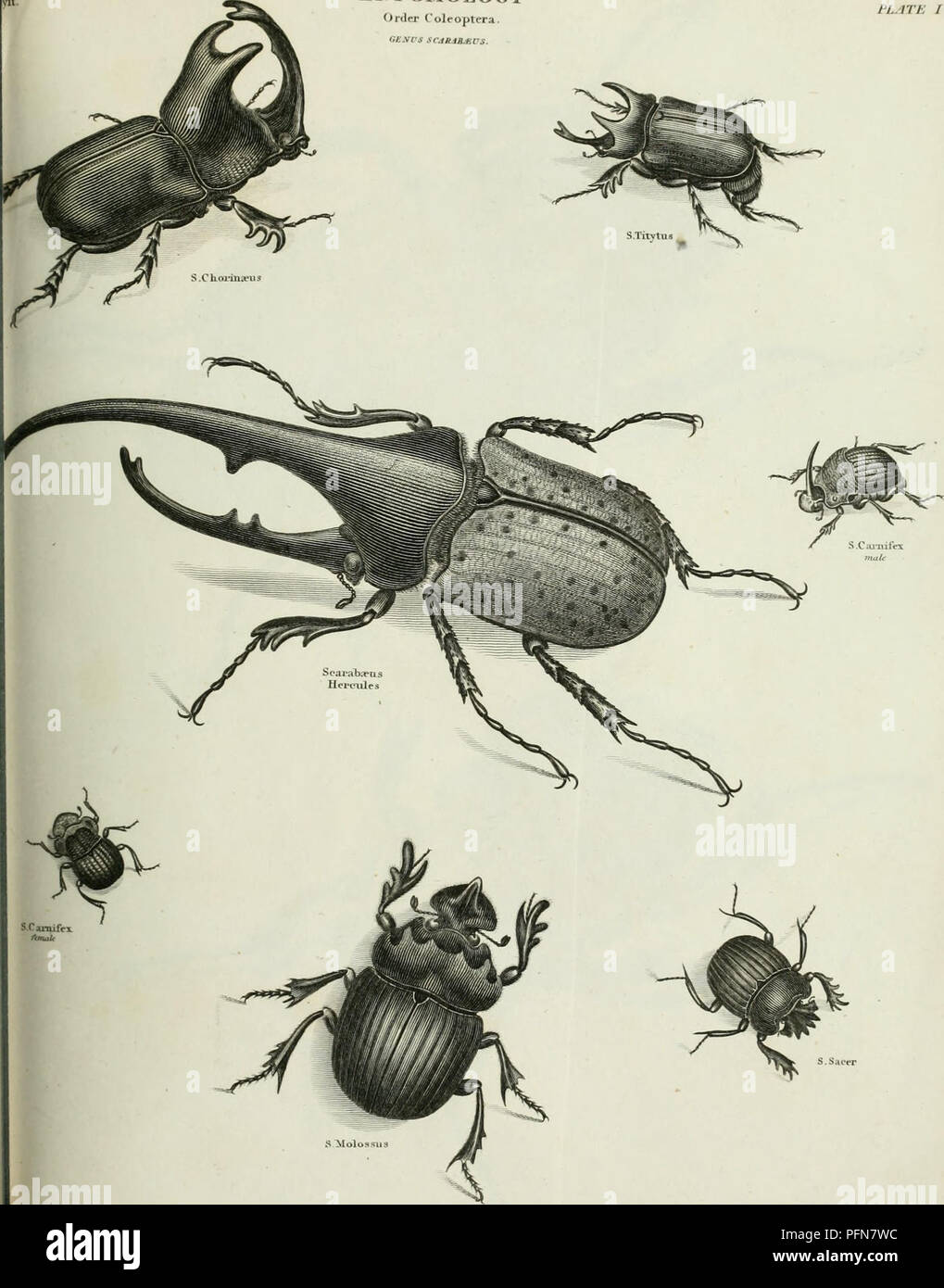 This illustration from 'The Cyclopaedia' shows entries related to ...