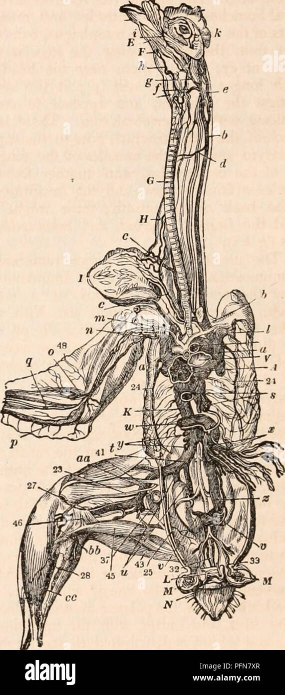 . The cyclopædia of anatomy and physiology. Anatomy; Physiology; Zoology. 338 AVES. one goes between the internal and middle toes, ramifies upon both their joints, and unites with the artery in the sole of the foot; the other is distributed between the internal toe, and the pollex or toe which occupies the place of the great toe; the main artery now passes to the sole of the foot through a hole in the meta- tarsal bone, left for the purpose, when the original parts of this bone were united by ossi- fication. In this situation the artery might receive the name of the plantar. It has scarcely pa Stock Photo