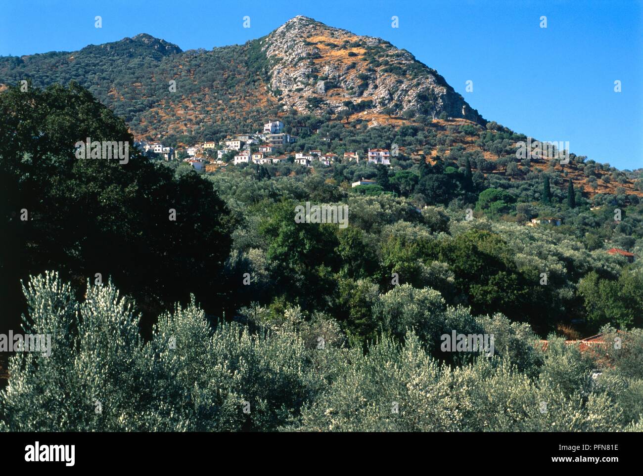 Greece, Lesvos, olive trees on hillside plantations on rugged landscape between Plomari and Agiasos Stock Photo
