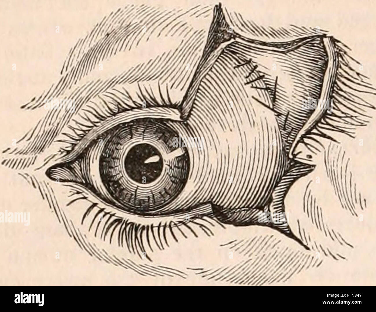 . The cyclopædia of anatomy and physiology. Anatomy; Physiology