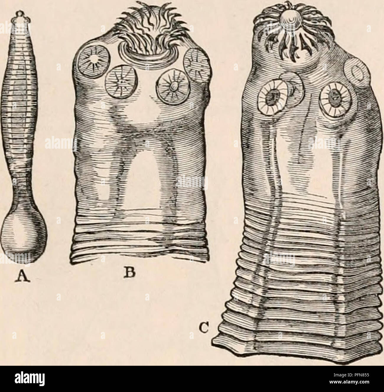 This encyclopedic work covers a wide range of anatomical physiological
