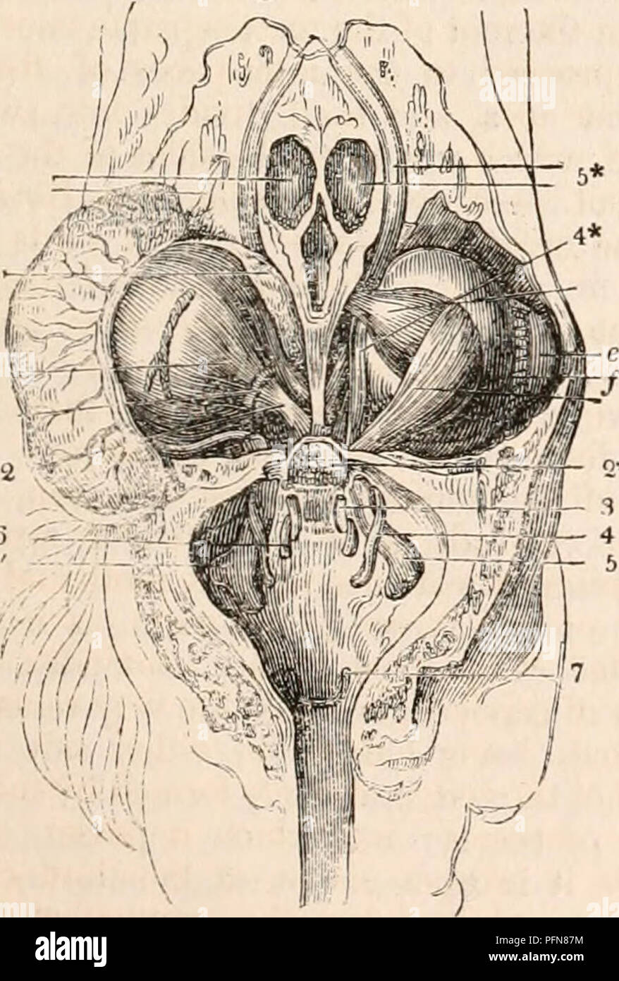 The cyclopædia of anatomy and physiology. Anatomy; Physiology; Zoology.  AVES. 303 the thorax, where it sends a considerable branch from the first  thoracic ganglion to join the pul- monary plexus formed