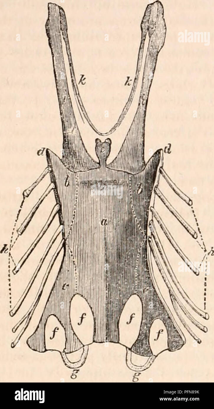 . The cyclopædia of anatomy and physiology. Anatomy; Physiology