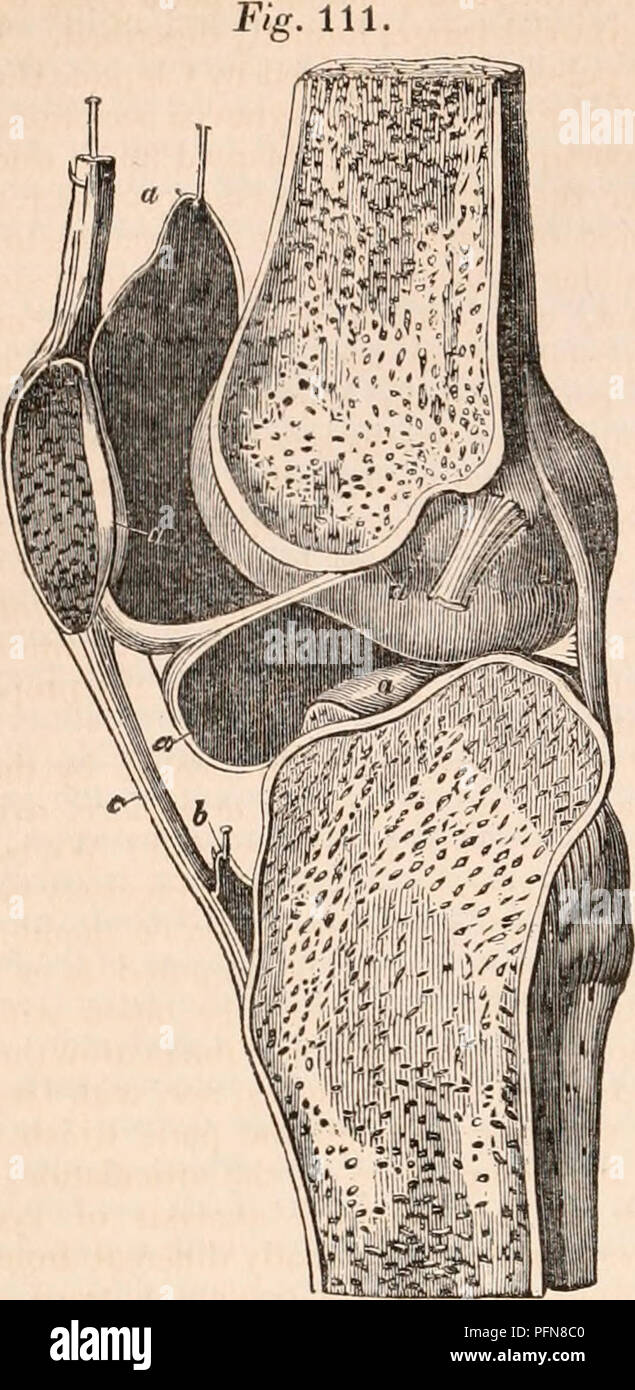Page 2 Cartilages High Resolution Stock Photography And Images Alamy Page 2 Cartilages High Resolution Stock Photography And Images Alamy