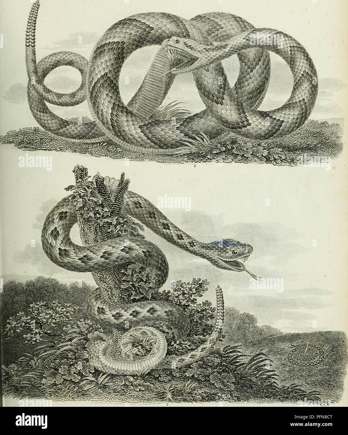 The cyclopaedia; or, Universal dictionary of arts, sciences, and  literature. Plates. Encyclopedias and dictionaries. AMinJIlliBJiA. OKNl'S  CJiOT.I/.lS. I'l.rjiiu.. (Rattle Suakc) ^K'.norridus li.ixrtKnHs.  2.C.DuriMu.s- STiut'j;n Jts.. Please note that ...