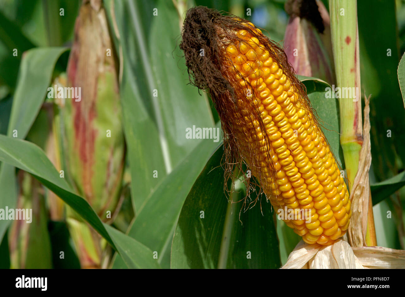 Corn in ear - Maize (Zea mays) Epis de maïs Stock Photo