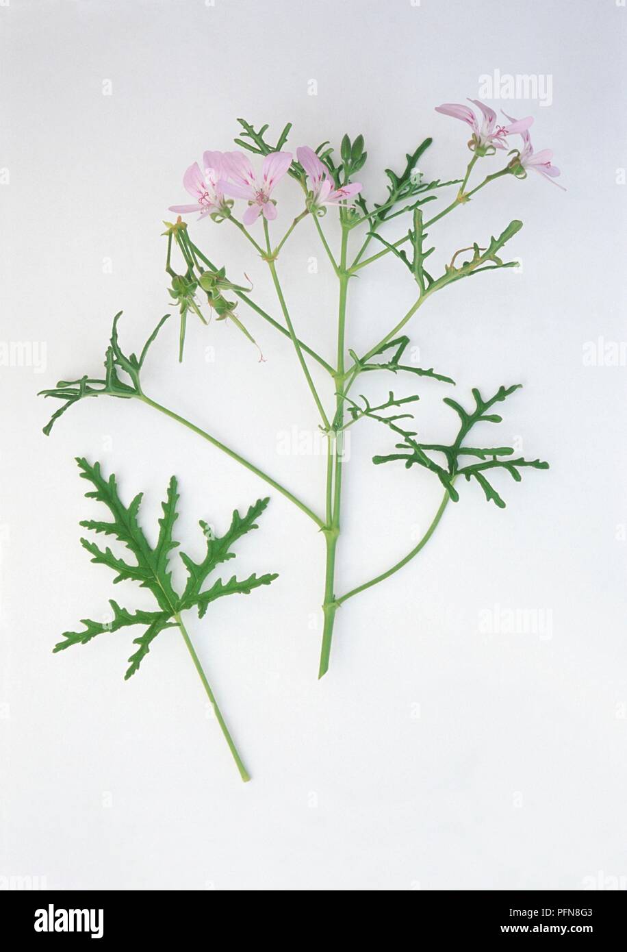 Pelargonium radens (Rasp-leaved pelargonium), stems with leaves and pale pink flowers Stock Photo