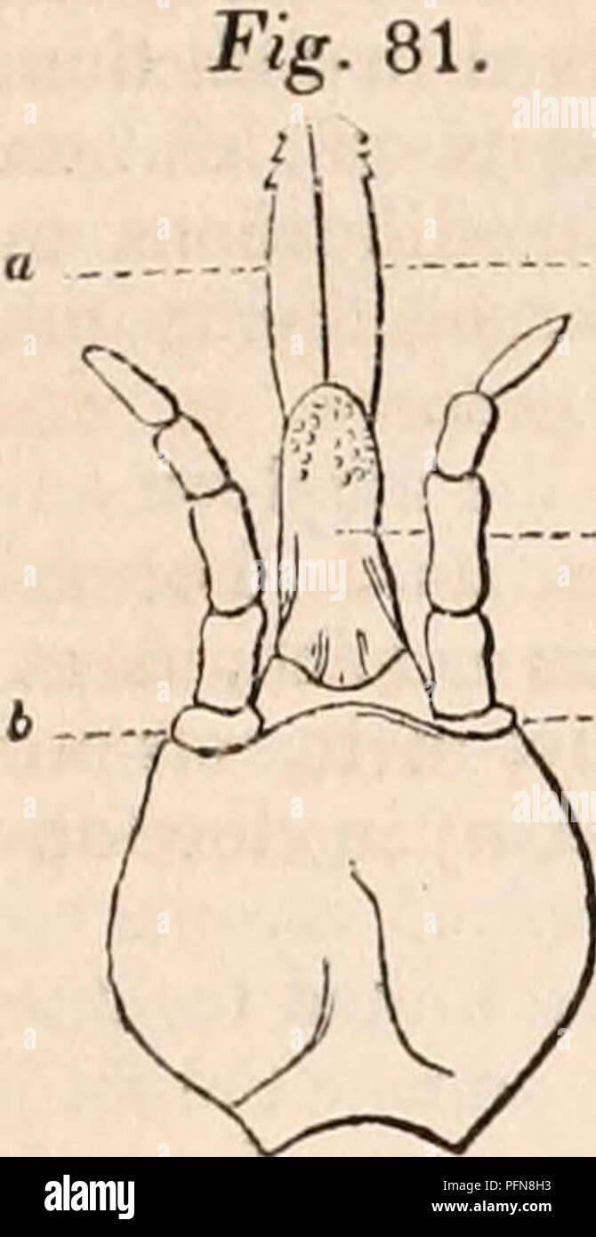 . The cyclopædia of anatomy and physiology. Anatomy; Physiology; Zoology. AIIACHN1DA. 203. claw, as in the spiders, at least the females, for in the males this palp is frequently the seat of a singular apparatus (e), hereafter to be described. Thirdly, of a sternal labiurn (f), which, as its name implies, is inserted into the sternum, and does not give origin to any arti- culated appendage or palp. With respect to the composition of the mouth in the parasitic species, such as most of the mites, and we may take as an example an argas, although it is concealed under the form of a beak, sometimes Stock Photo
