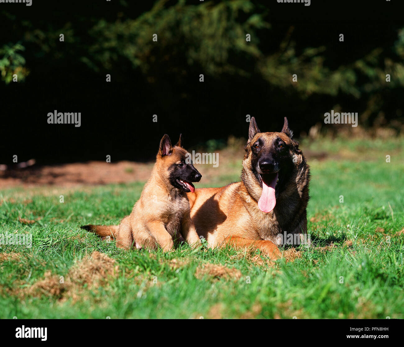 Belgian shepherd dog - Malinois -with pup (Canis familiaris) Berger belge - avec chiot Stock Photo