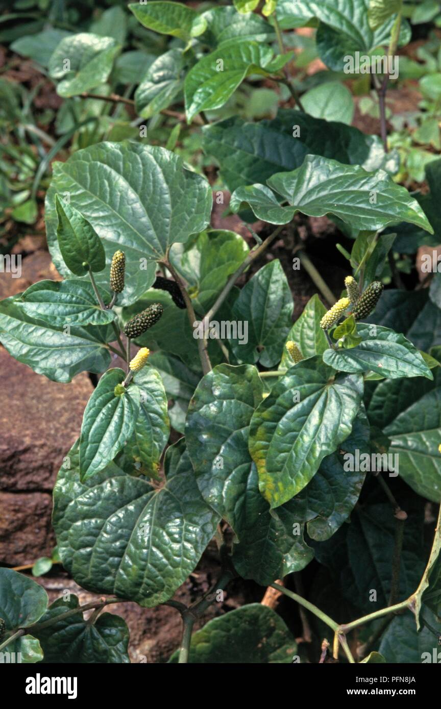Piper longum (Indian long pepper), shrub with glossy green leaves and pepper fruits Stock Photo