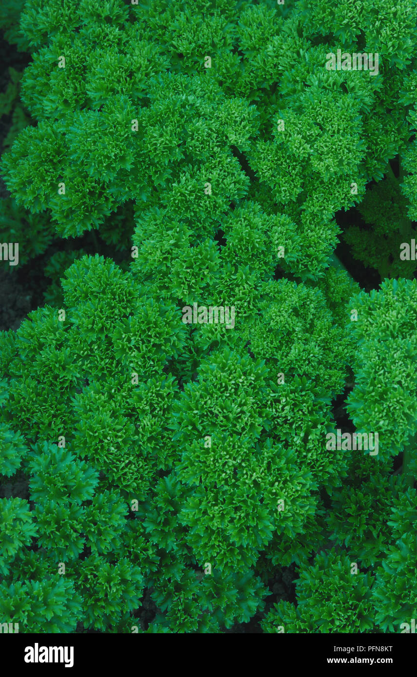 Petroselinum crispum 'Moss Curled', dense Curled Parsley foliage, view