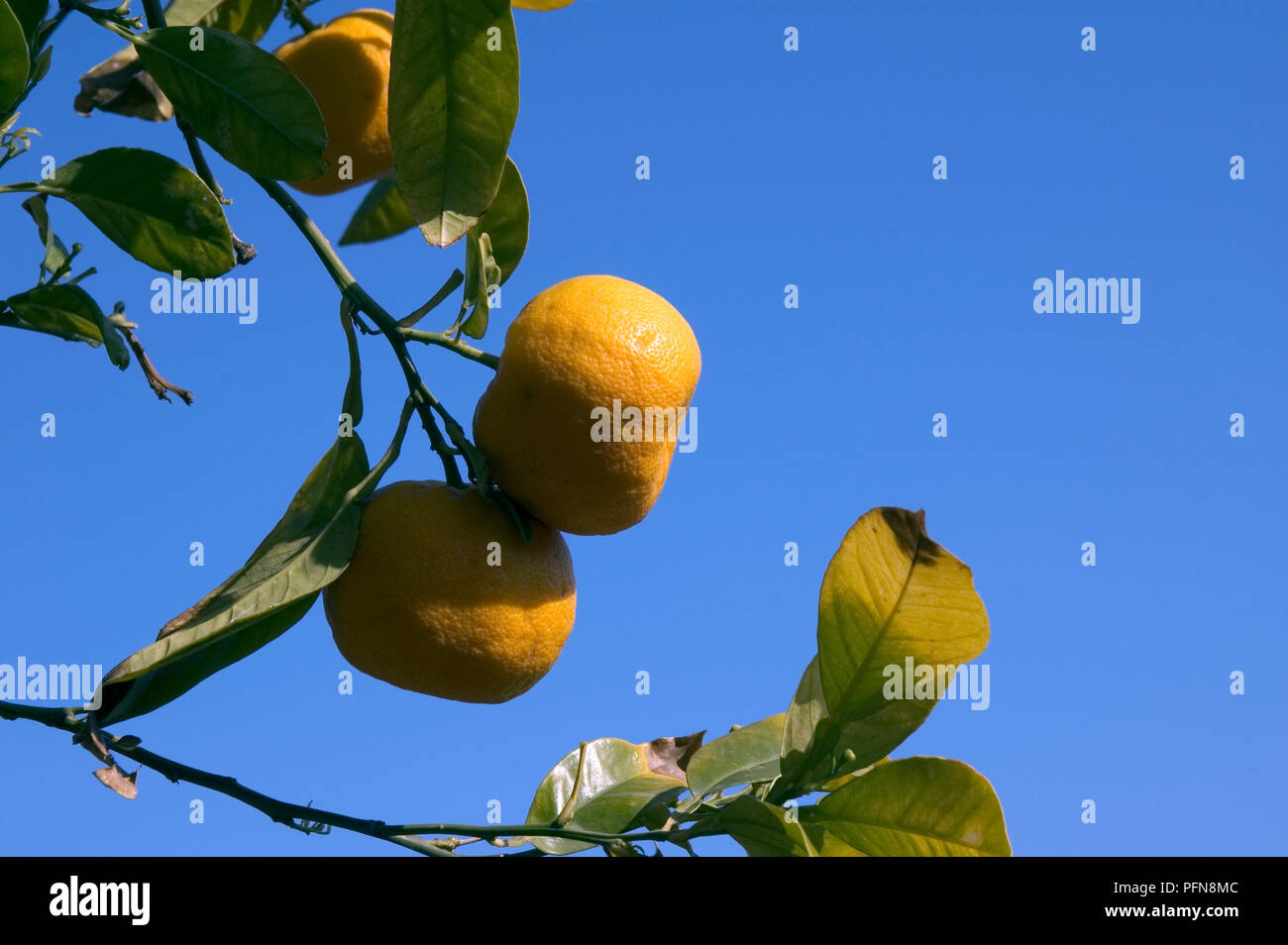 Mandarin (Citrus reticulata) - Southern France Mandarine Stock Photo