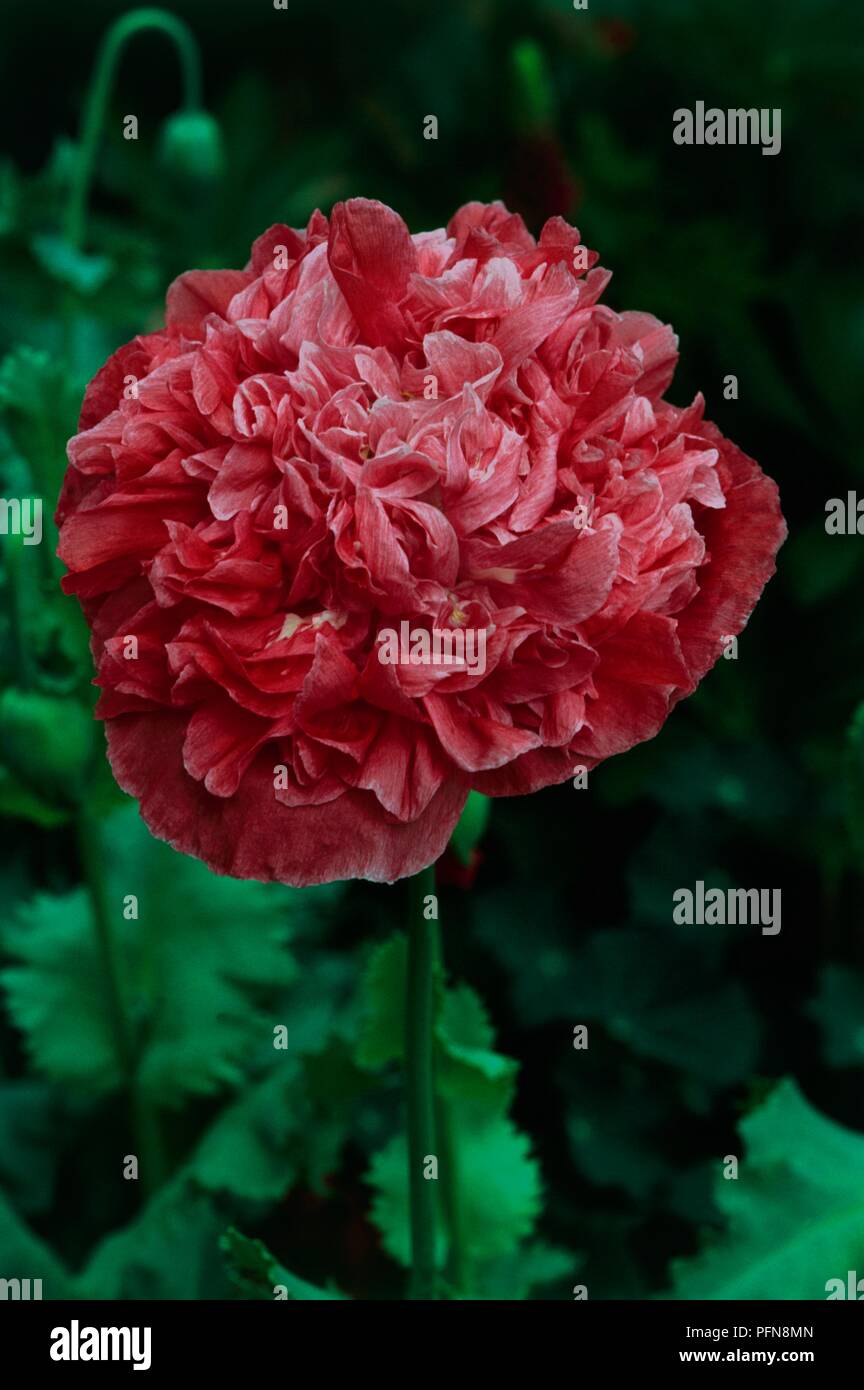 Double Pink Opium Poppy Papaver High Resolution Stock Photography and ...