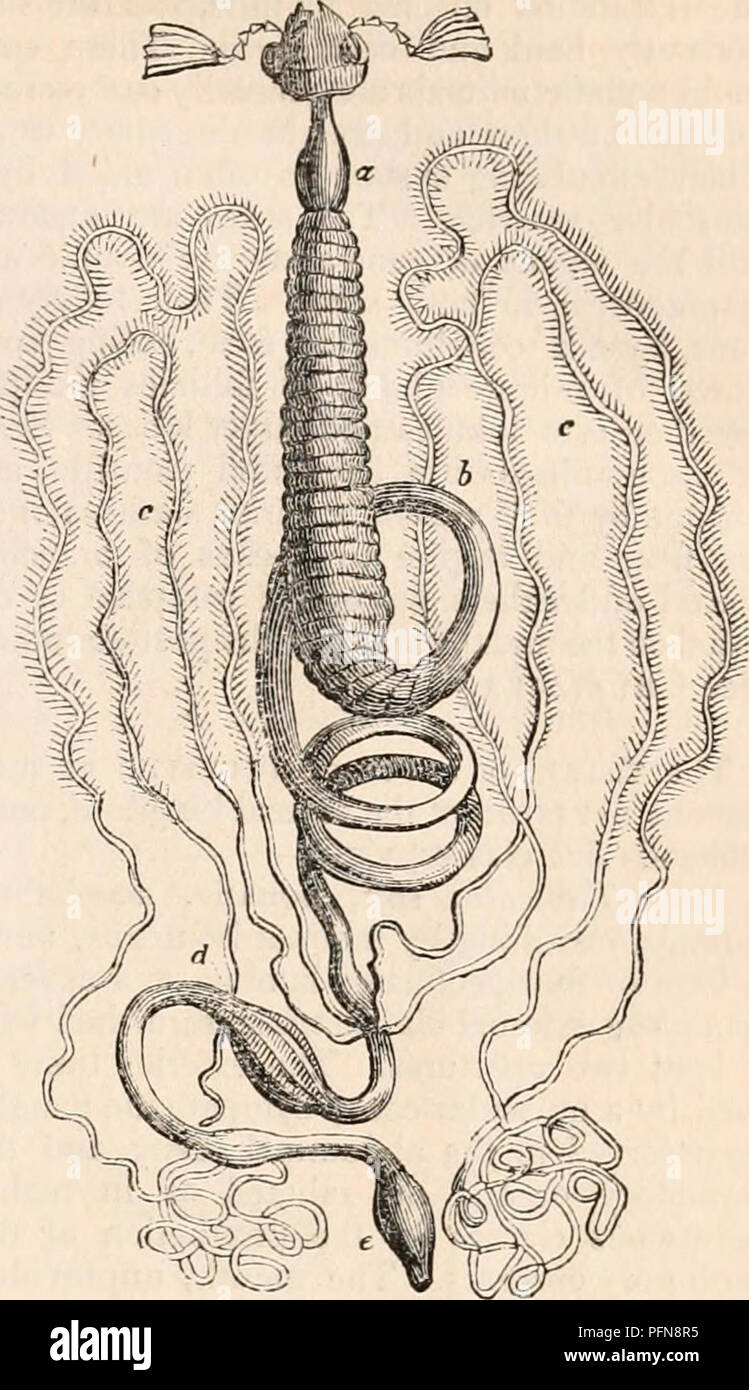 . The cyclopædia of anatomy and physiology. Anatomy; Physiology; Zoology. that of a phytophagous melolontha vulgaris, (Jig- 38.) In the carnivorous insect (Jig. 37.) the intestine passes nearly straight through the body with few enlargements in its course, and the glandular organs have a simpler struc- ture. The oesophagus passes down narrow from the head, and dilates into a wide glandu- lar crop (a), which is succeeded by a minute gizzard, and this is followed by the chylific stomach (b, c), which is covered like the crop with minute glandular cryptae or follicles. At the pyloric extremity of Stock Photo