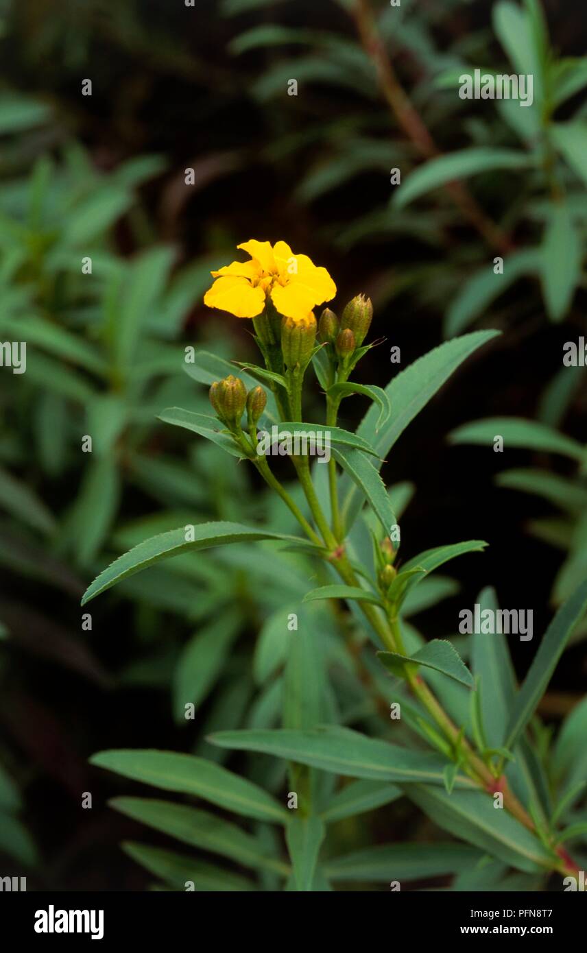 Tagetes lucida sale