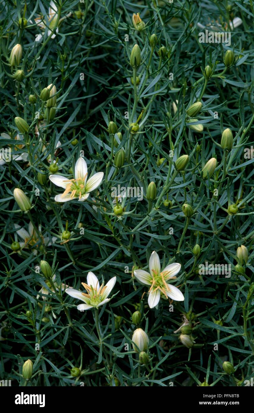 Peganum harmala (Harmal), perennial with white flowers, and buds Stock Photo