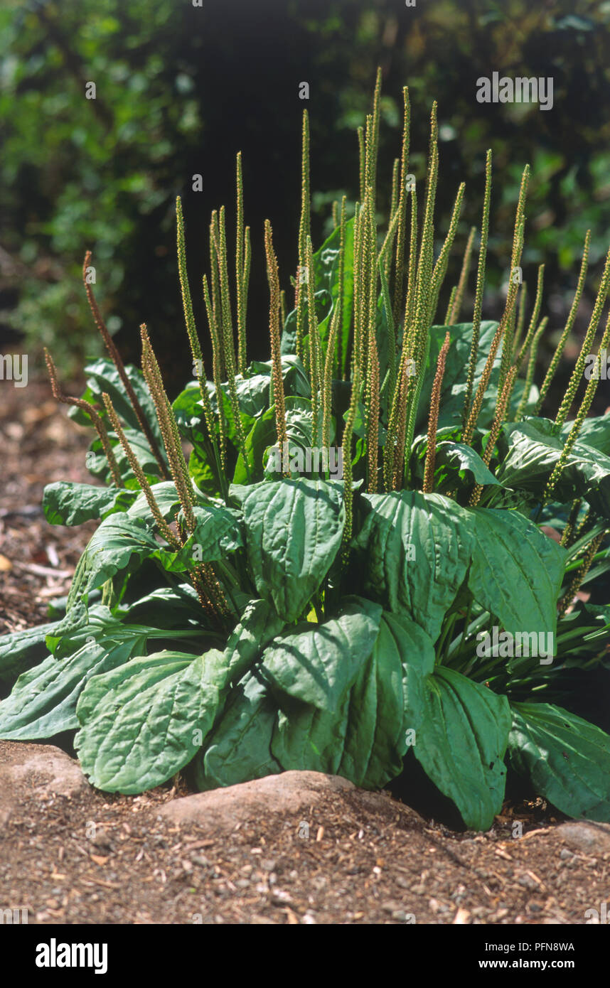 Plantago asiatica (Asian plantain), flower spikes and leaves, close-up Stock Photo