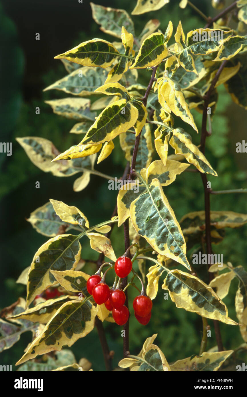 Solanum dulcamara 'Variegatum (Nightshade)', perennial with variegated leaves and red fruits Stock Photo