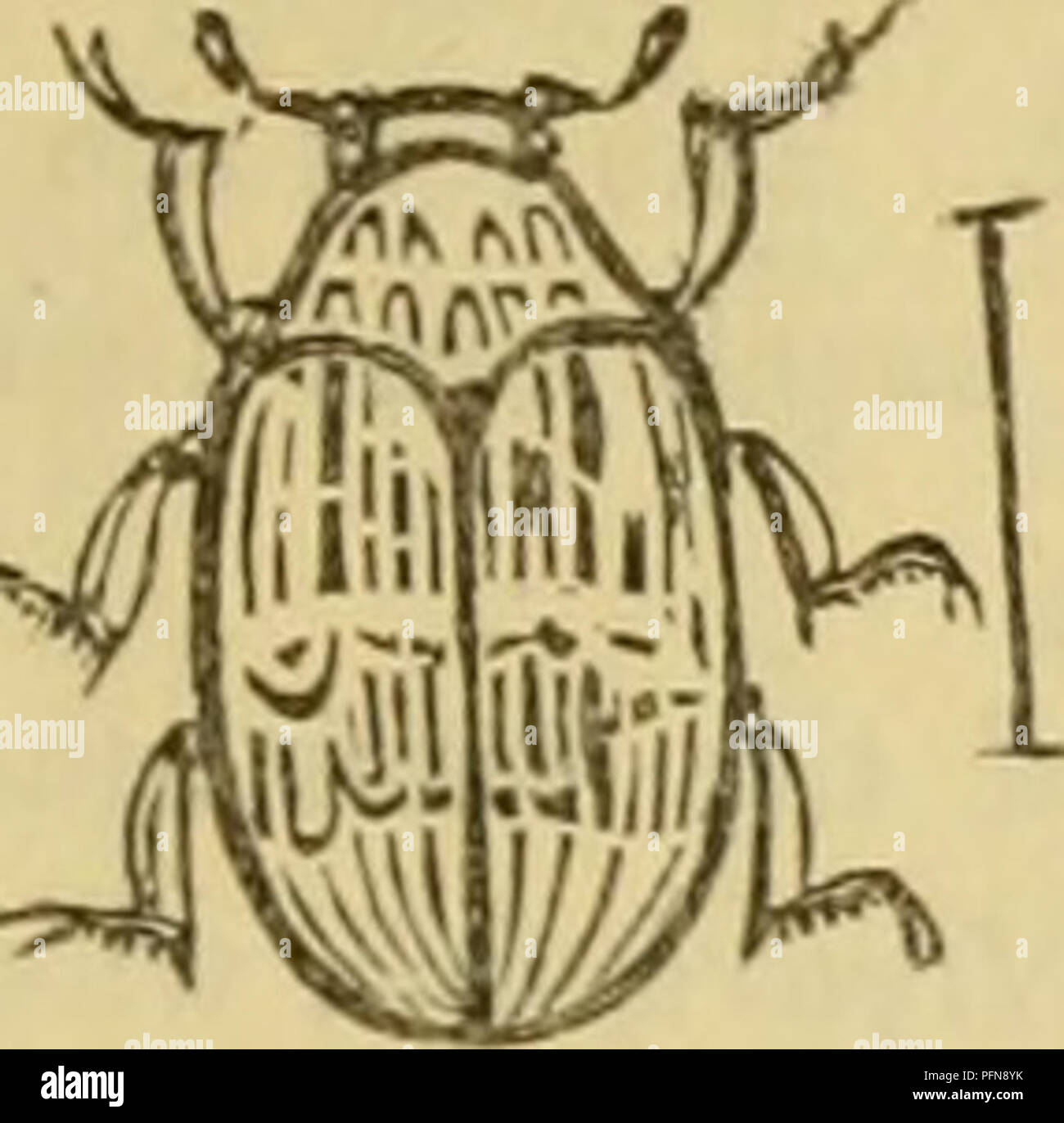 . Cuvier's animal kingdom : arranged according to its organization. Animals. COLEOPTERA. 519. In all the following' subgenera, the antenna; or their clubs are lodged in lateral cavities on the under-side of the thorax. The prostcrnuin is always dilated like a cravat. Attagentis, Latr., has the club of the antennae.very large, lax, and three-jointed, and the body short and slightly convex. Dermestes f^erra, Fab. Trogoderma, Latr., has the club of the antennœ lax, 4-jointed, and the body oblong. Anthrenus elongatus, Fab. Anthrenus, GcolT., has the antennae terminated in a solid obconical mass, l Stock Photo