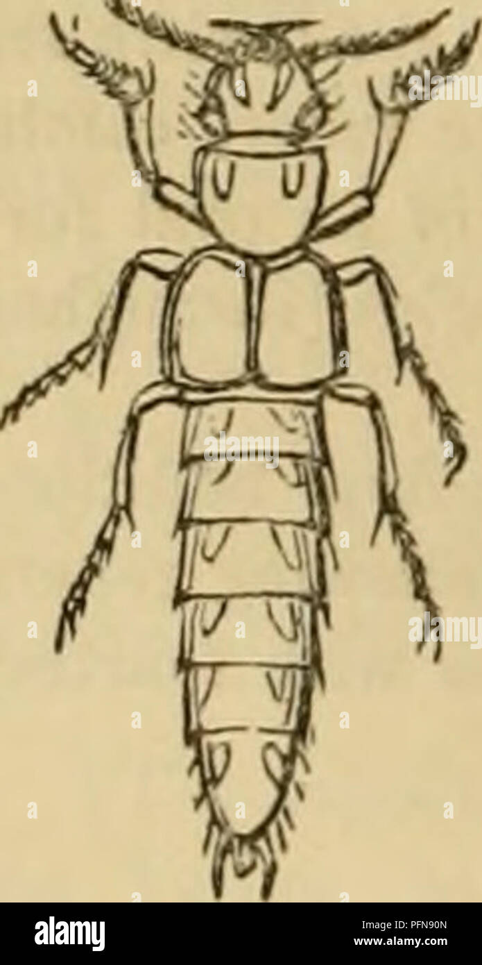 . Cuvier's animal kingdom : arranged according to its organization. Animals. 503 INSECTA. THE SECOND FAMILY OF THE COLEOPTERA PENTAMERA,— Brachelvtra, Cut?. {Microptera, Grav.),— Have only one palpus to each maxilla, or four in all, [two maxillary ; the outer lobe of the maxillae not being palpiform, as in the foregoing tribes, and two labial] ; the antennae, either of equal thickness throughout, or a little thickened at the tip, are generally composed of oval or lenticular joints ; the elytra are very much shorter than the body, which is narrow and elongated, with the coxae of the fore- legs  Stock Photo