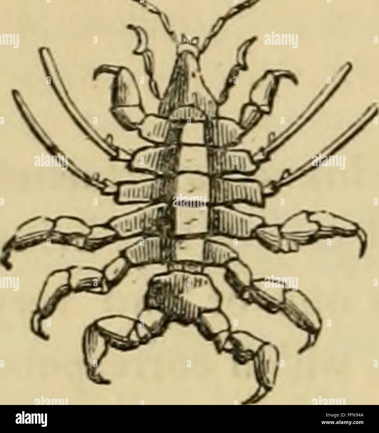 . Cuvier's animal kingdom arranged according to its organization